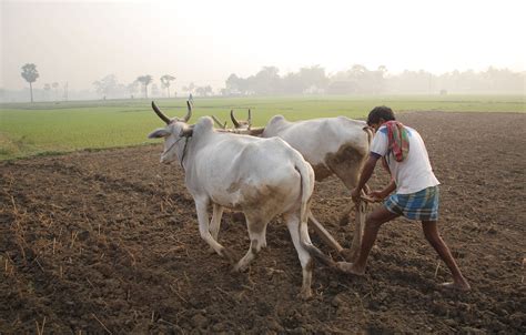 Rising Farmer Suicides Reveal The Agrarian Crisis In India Youth Ki Awaaz