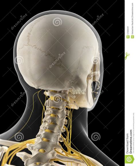 The Cervical Nerves Stock Illustration Illustration Of Skull 57000341