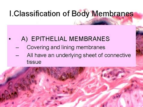 Chapter 4 Skin And Body Membranes Body Membranes