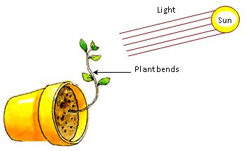 A plant growing towards the light is an example of. How do some plants show movement? - Quora