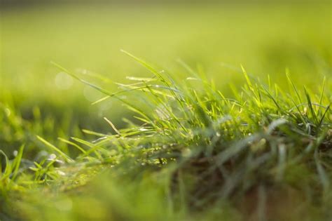When To Plant Grass Seed In Spring