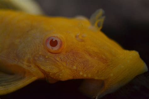 Man bør ta kontakt med sykepleie. More Macro - Inglorious Bettas