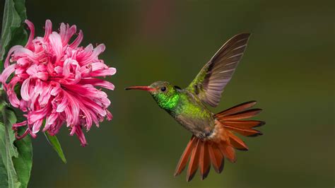 The 37 Most Spectacular Hummingbirds Fallinpets