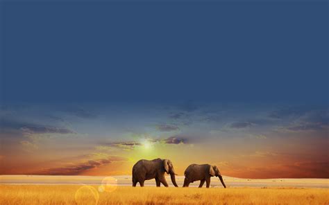 Elephant Sunset Wallpapers Top Free Elephant Sunset Backgrounds