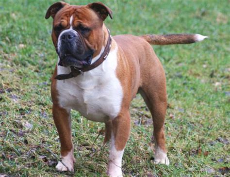 The french bulldog looks like a miniature english bulldog with bat ears. LIFE SPAN OF TOSA