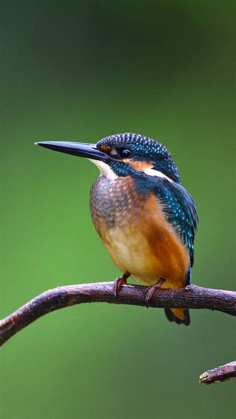 Kingfisher Is On Dry Branch With Shallow Background 4k Hd Birds