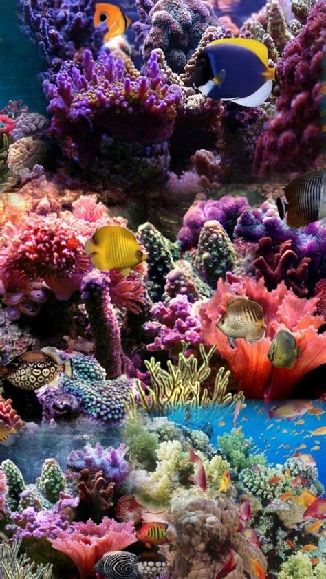 Coral Reef Underwater Wallpaper Iphone Wallpaper Hd New