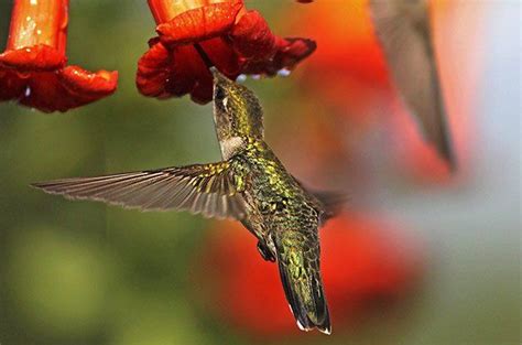 Top 10 Vines For Hummingbirds Birds And Blooms How To Attract