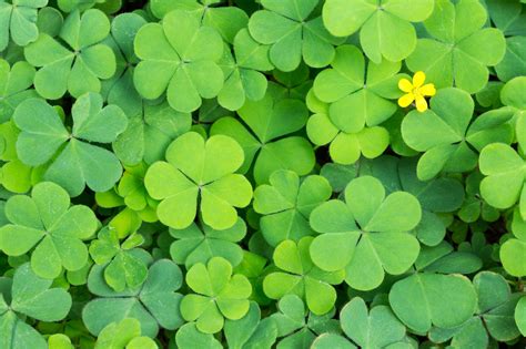 Patrick`s day concept 3d illustration. Fun Four Leaf Clover Facts for St. Patrick's Day | Petal Talk