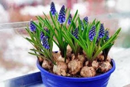 In ogni città, lavoriamo con affidabile fioristi locali, come è il caso con parigi. Come conservare i bulbi | Fiori da bulbo, Piantare fiori ...