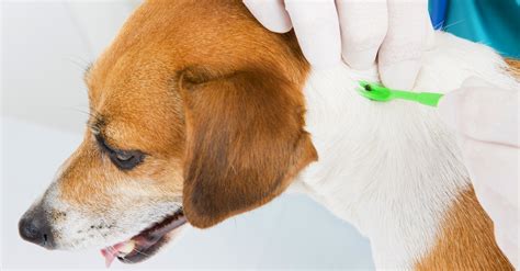 How To Protect Pets From Tick Bites