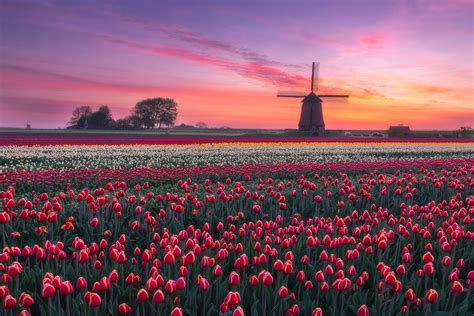 Windmill And Tulips A Real Dutch Sunrise Above The Tulips By The