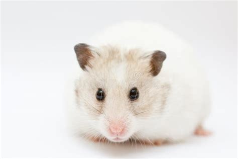 Hamster Free Stock Photos And Pictures Hamster Royalty Free And Public