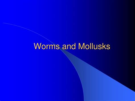 Ppt Worms And Mollusks Powerpoint Presentation Free Download Id2175684