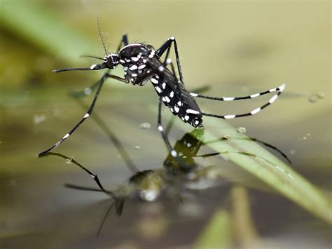 Saba wil 15 miljoen mannelijke tijgermuggen uitzetten om het zikavirus te bestrijden. Asian Tiger Mosquitoes Facts & Info: Tiger Mosquito Bites