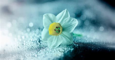 Narcissus Flower Wallpapers Top Free Narcissus Flower Backgrounds