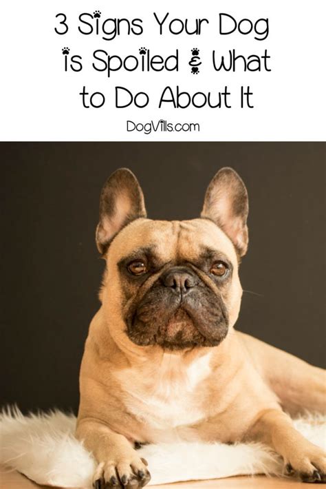 3 Signs Your Dog Is Spoiled And What To Do About It Dogvills