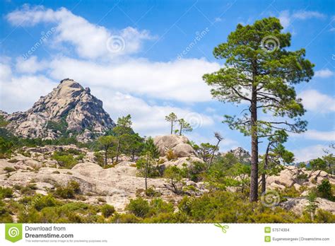 Mountain Landscape With Pine Tree Under Sky Stock Photo