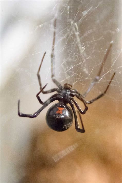 The black widow spider is one of the most infamous and feared spiders that can be found in the wild and in homes. Officer wears safety armour to tackle black widows in ...