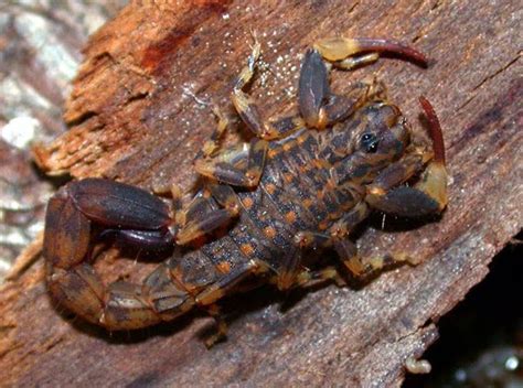10 Hideous Looking Scorpion Species In The World Venomous Animals