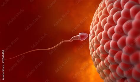 Natural Insemination Sperm And Human Egg Stock Photo Adobe Stock