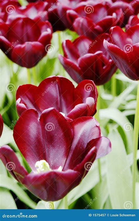 Close Up Of Dark Maroon Tulips At Keukenhof Holland Royalty Free Stock