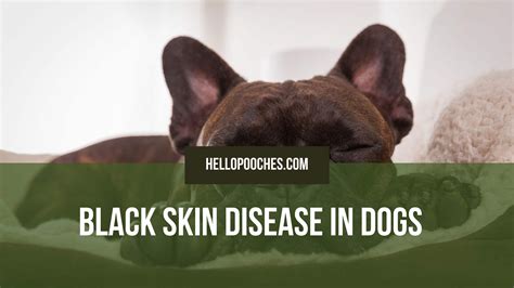 Black Skin Disease Is A Disorder That Causes The Hair On An Animals