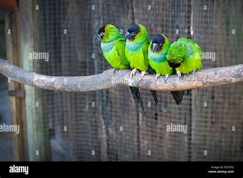 Four Nanday Parakeets Aratinga Nenday Also Known As Black Hooded