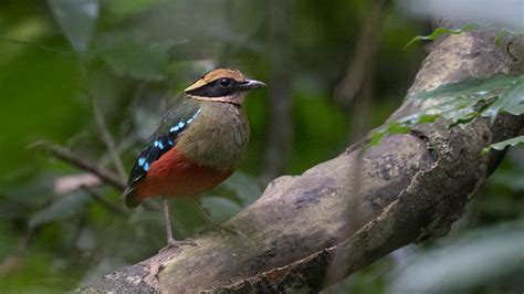 Pittas In Uganda Green Breasted Pitta African Pitta African Birding