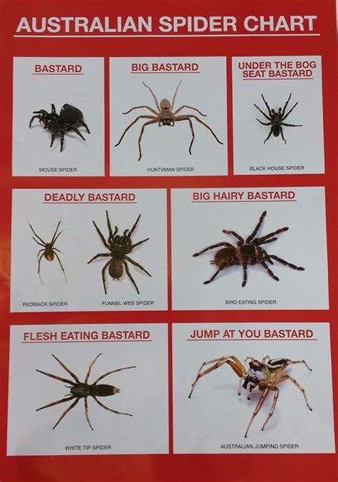 Australian Spider Chart Common Sense Evaluation