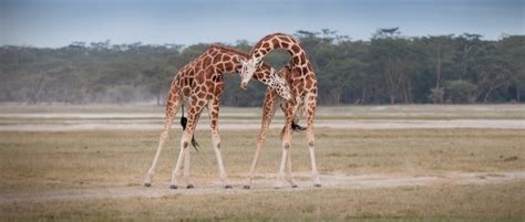Giraffes May Have Evolved Long Necks To Help Them Throw Brutal