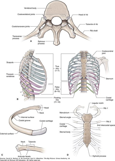 Posterior Anatomy Of Rib Cage Posterior View Of The R