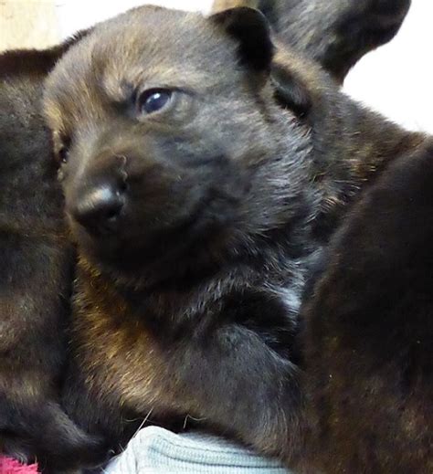 Puppies are just 1 week old in the video. AKC German shepherd puppies Dark sable working line males available. | Pets | belgrade-news.com