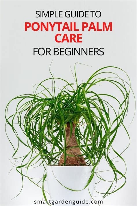 How To Care For A Ponytail Palm Indoors Smart Garden Guide Plant