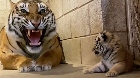Must See Video Tiger Cubs Born Kyma