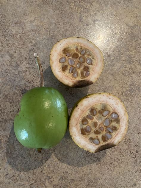 Fruit Found In The North Queensland Rainforest Rwhatisthis
