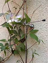 Photos of Support Wires For Climbing Plants
