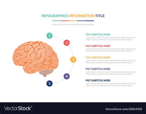 Human Brain Anatomy Infographic Template Concept Vector Image
