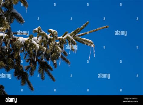 Icicles Hanging From Tree Branches Stock Photo Alamy