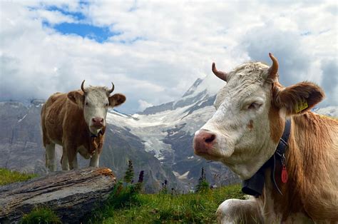 Hd Wallpaper Brown Cattle Near Mountain During Daytime Cow Alpine
