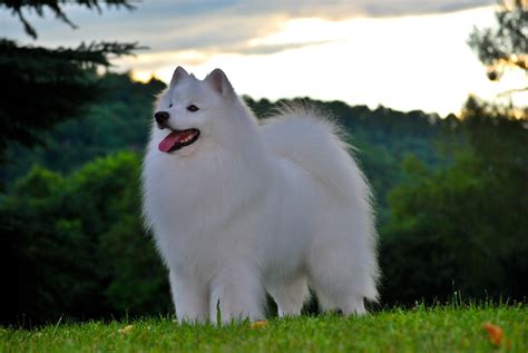 Canadian Dogs Judges And Handlers Head To Westminster Dog Show Seeking