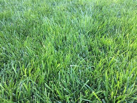 Triple Play Tall Fescue Seed Blend Tall Fescue Drought Tolerant
