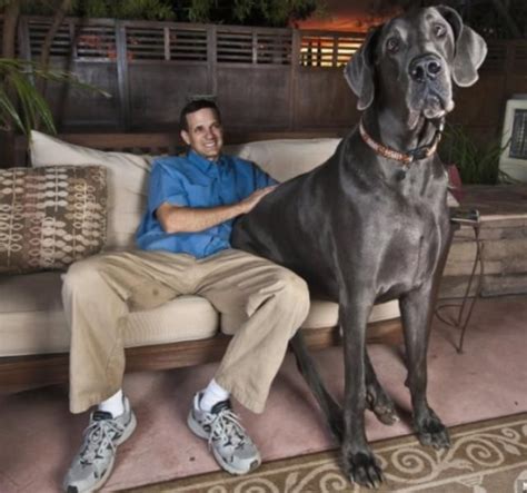 Worlds Biggest Dog Wonders Book Worlds Biggest Dog George 230