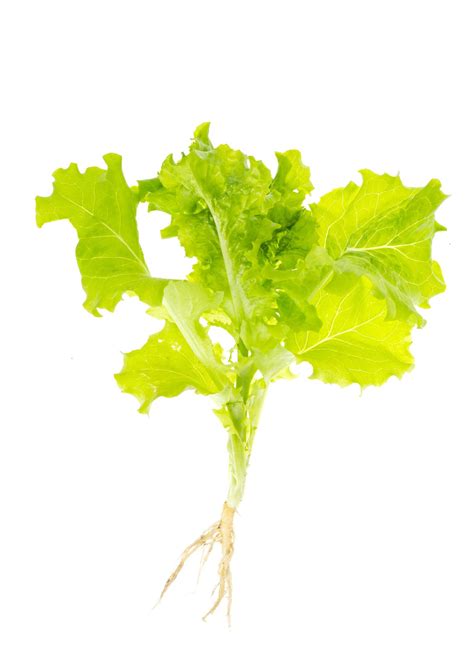 Lettuce Green Leaves Salad With Roots With Ground On White Background