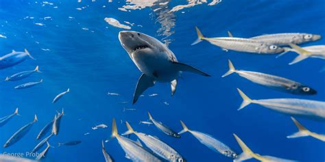 5 Shark Facts Ive Learned From Kids The National Wildlife Federation