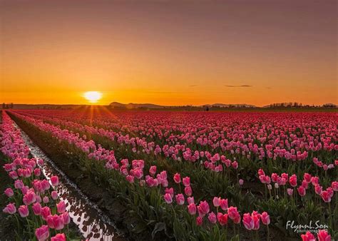 Skagit Valley Tulips Skagit Valley Tulip Fields Outdoor