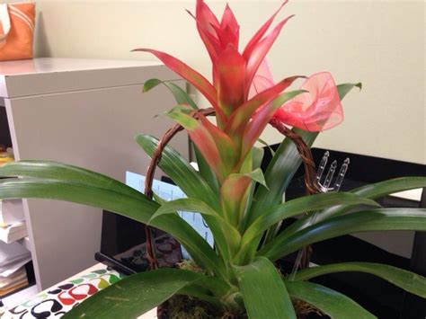 Bromeliad Vriesea Vriesea Species Vrieseas Are Native To Central And