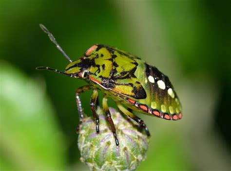 Southern Green Stink Bug Nezara Viridula