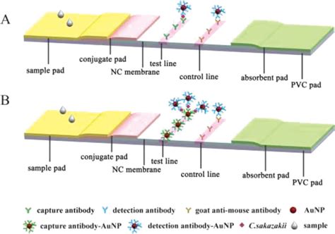 Gold Nanoparticle Based Enhanced Lateral Flow Immunoassay For Detection