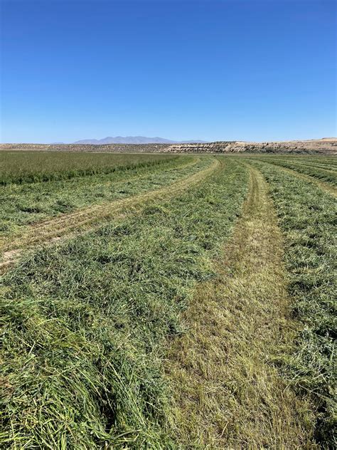 Big Bale 1 8020 Orchard Alfalfa Mix Hay — Great Basin Hay
